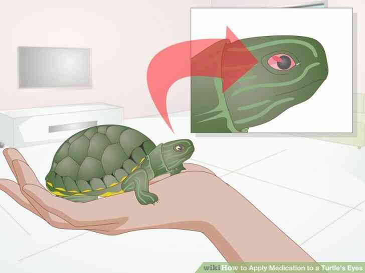 Image intitulée Appliquer le Médicament à une Tortue Yeux de l